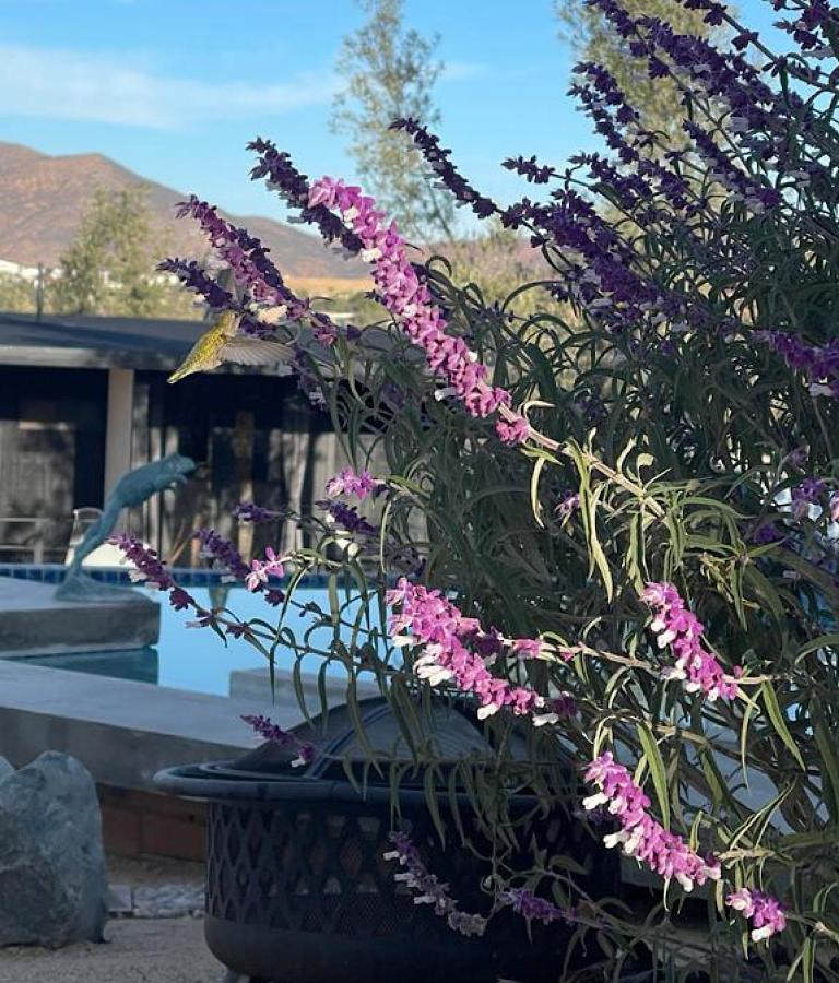 Finca Cazosa Villa Valle de Guadalupe Dış mekan fotoğraf