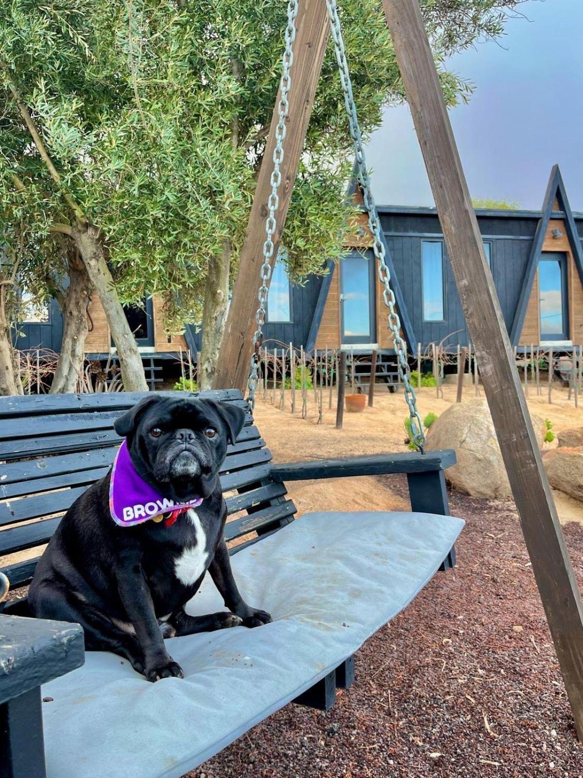 Finca Cazosa Valle de Guadalupe Dış mekan fotoğraf